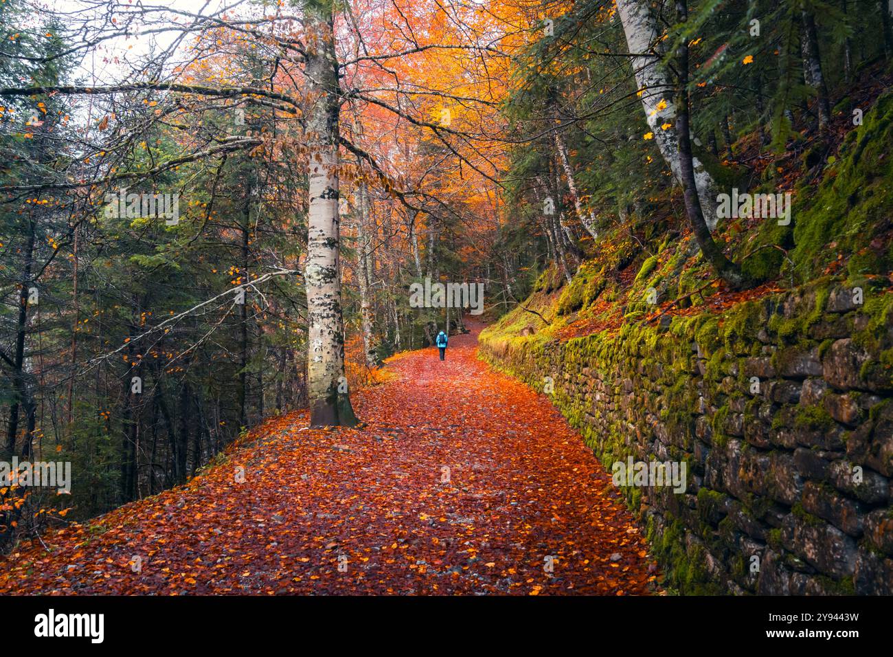 Eine lebhafte Herbstszene in den aragonesischen Pyrenäen, die einen Pfad zeigt, der mit orange-roten Blättern bedeckt ist, mit einem einsamen Wanderer und hohen Bäumen Stockfoto