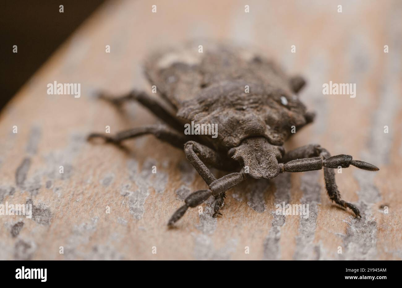 Nahaufnahme von braun marmoriertem Stinkkäfer Stockfoto