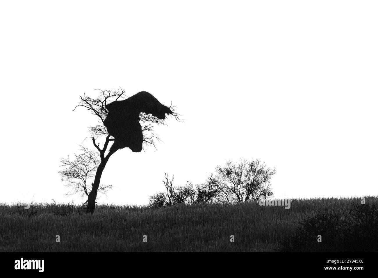 Schwarz-weißer Landschaftbaum als Silhouette mit sozialen Webervögeln nistet am Himmel. Kalahari, Südafrika Stockfoto