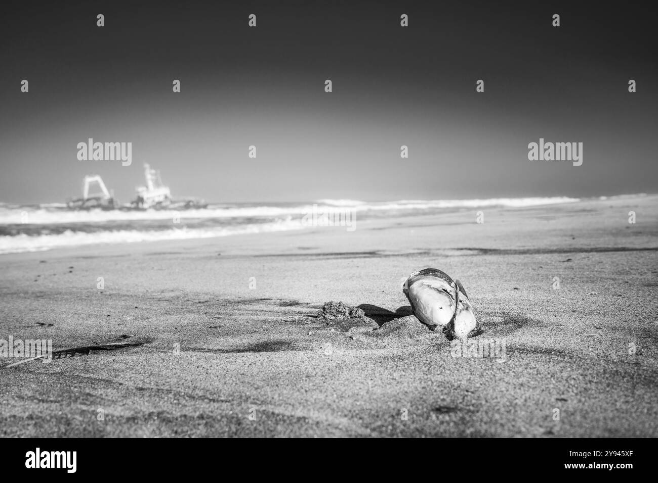 Schwarz-weißer Landschaftstrand mit einer Muschel im Vordergrund. Im Hintergrund befindet sich ein gestrandetes Schiff am Strand. Swakopmund, Namibia, Afrika Stockfoto