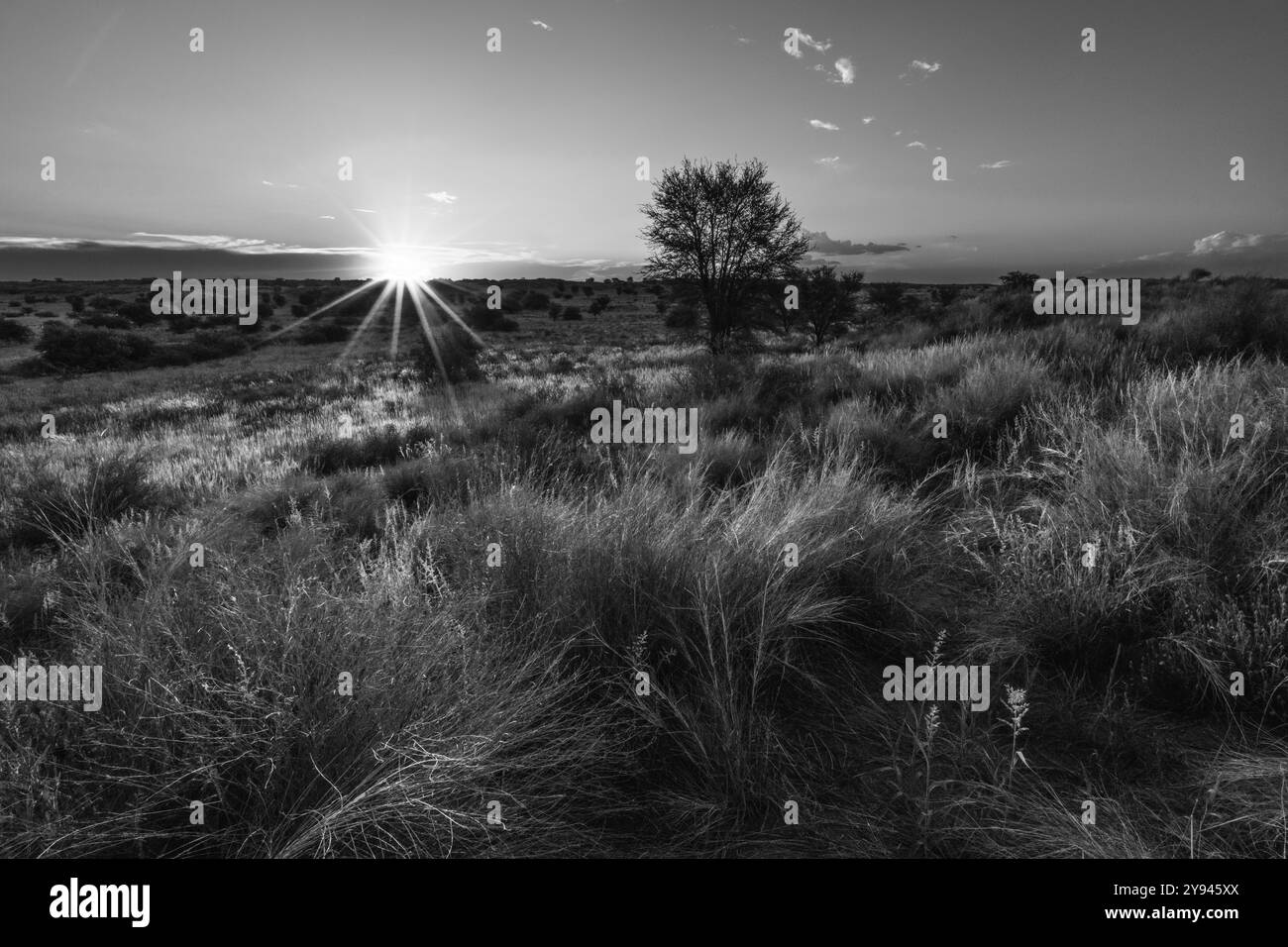 S&W Sonne mit Sonnenstrahlen kommt gerade über den Horizont. Sonnenaufgang über der afrikanischen Savanne im Kalahri auf namibischer Seite. Kalahari, Namibia, Afrika Stockfoto