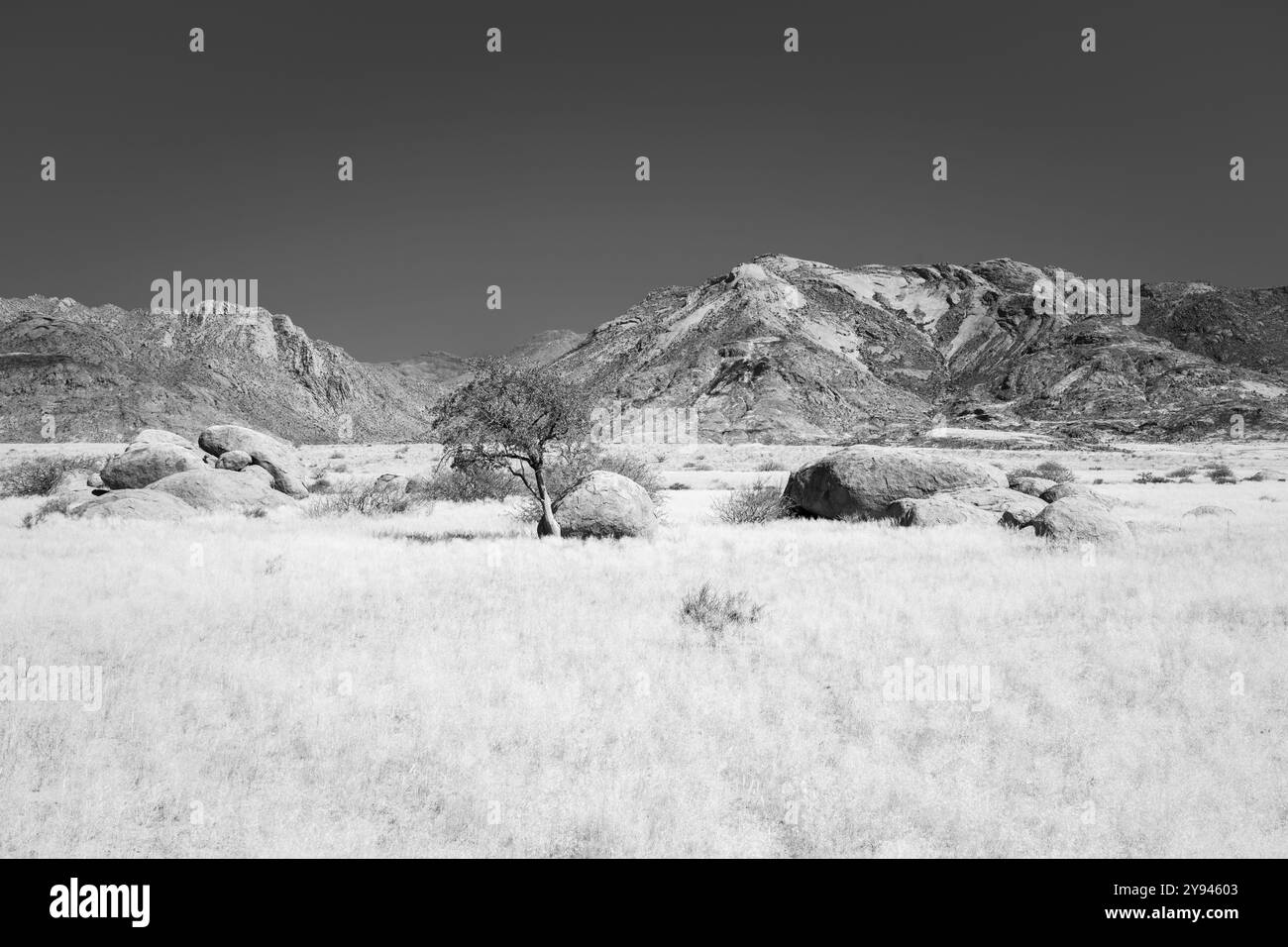 B&W Sheperd's Baum wächst zwischen Felsen und Felsbrocken. Die Felsen leuchten wunderschön in der späten Nachmittagssonne. Damaraland, Namibia, Afrika Stockfoto