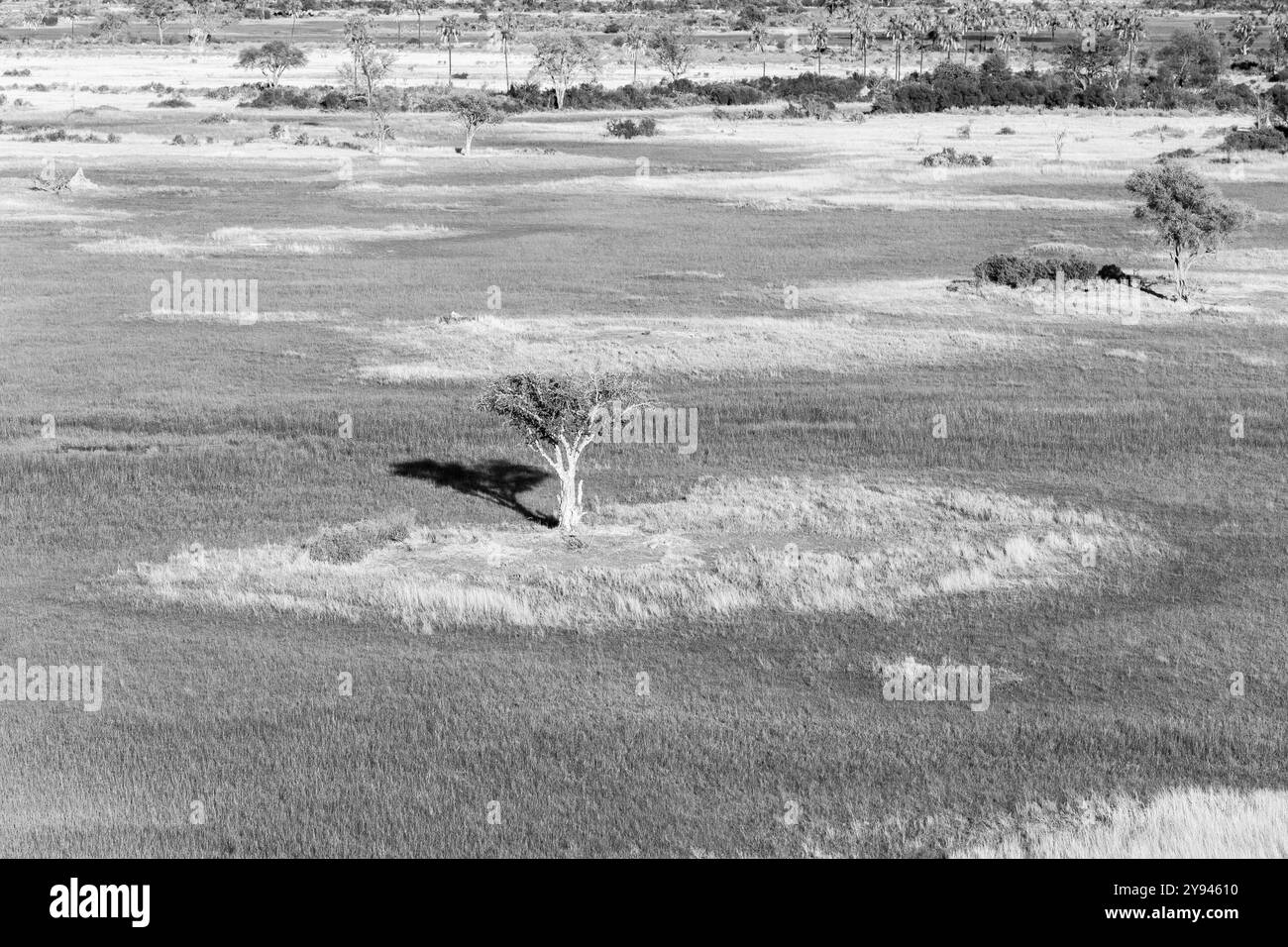 Schwarzweiß-Landschaftsfoto Vogelansicht eines Baumes auf einem Feld im Okavango-Delta, Botswana, Afrika Stockfoto