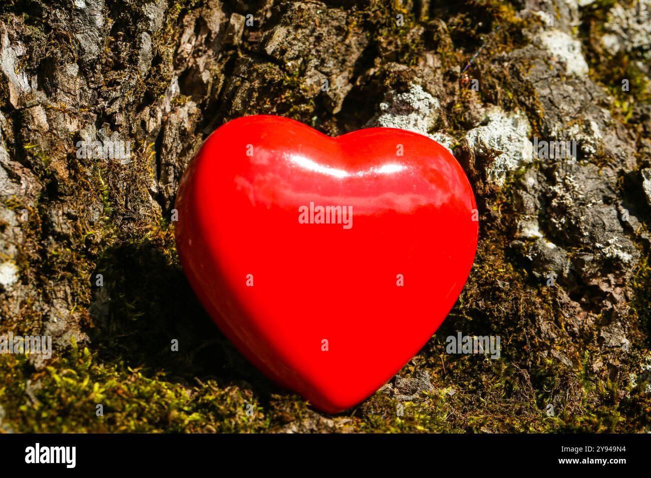Rotes Herz auf einem Baum, romantische Karte, Geburtstagskarte Stockfoto