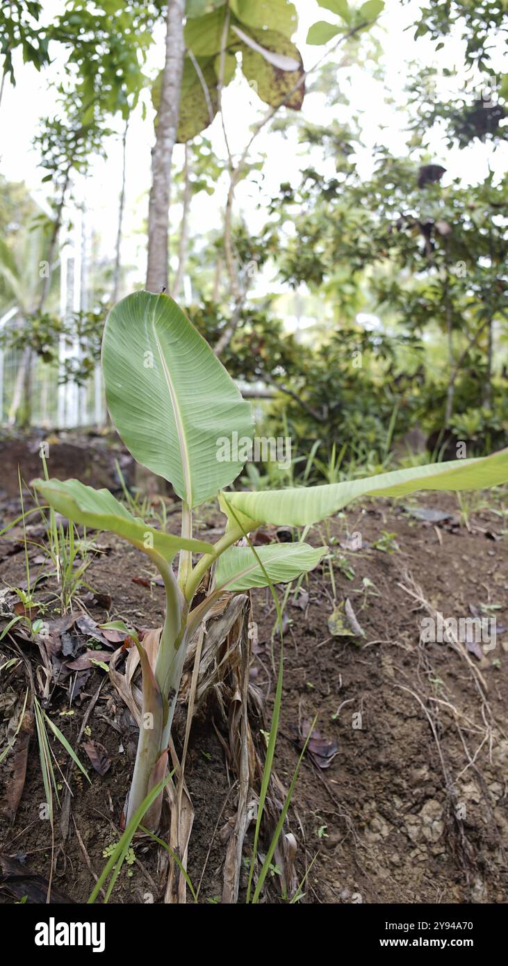 Neuer Bananenbaum, der im Garten wächst Stockfoto