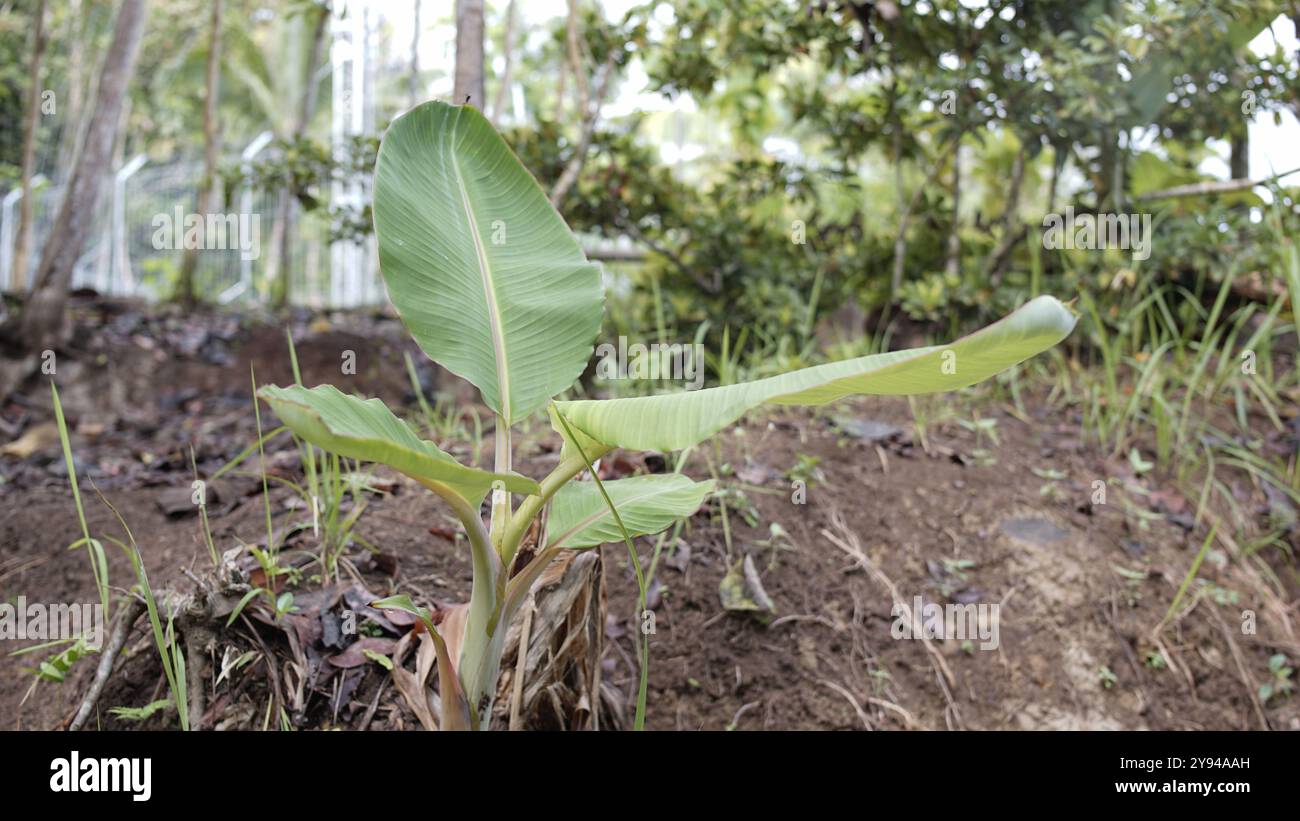 Neuer Bananenbaum, der im Garten wächst Stockfoto