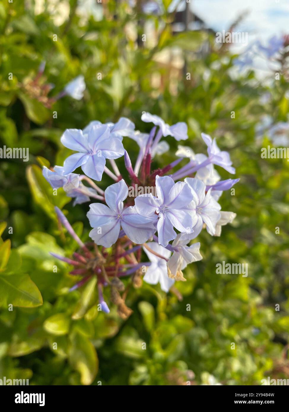 Plumbago, plante officinale, Carvoeiro, Portugal - Smartphone-aufgenommenes Stockfoto