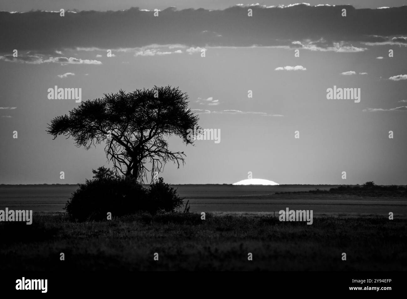 S&W Sonnenaufgang Landschaftsfoto mit einem einzelnen Baum Silhouette in der Mitte der afrikanischen Savanne. Etosha Nationalpark, Namibia, Afrika Stockfoto
