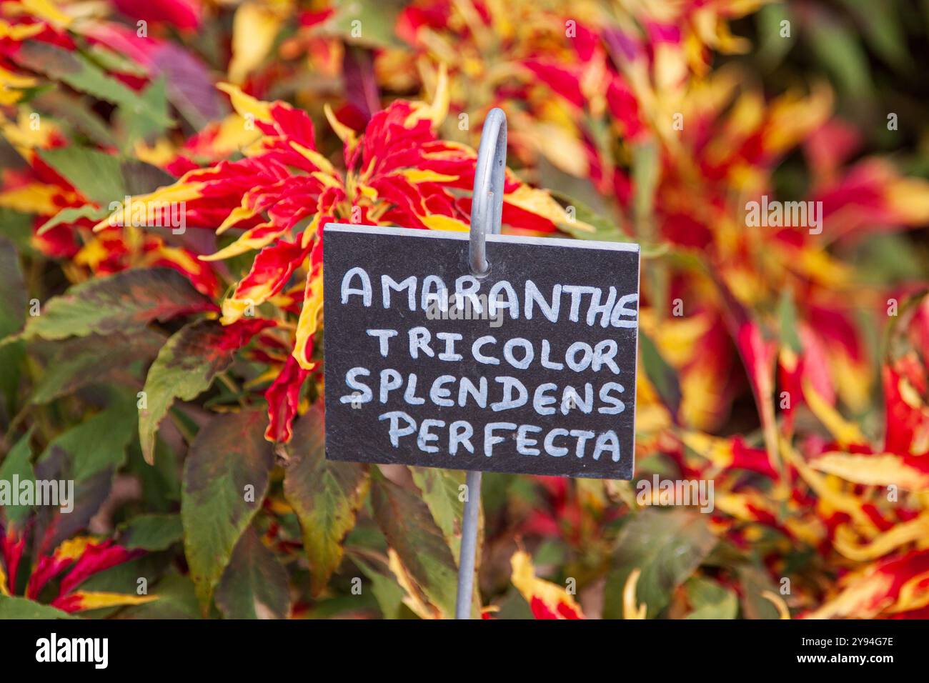 Nahaufnahme des Pflanzenetiketts für Amaranthus Tricolor Splendens Perfecta, alias Joseph's Coat, in den Gärten des Château de Chenonceau, Indre-et-Loire Stockfoto