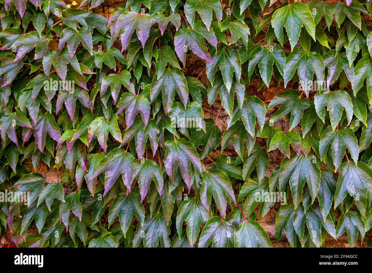 Japanischer efeu -Fotos und -Bildmaterial in hoher Auflsung  Alamy