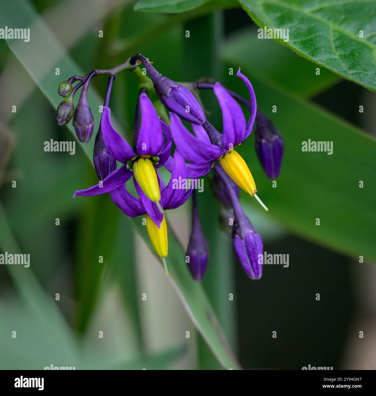 Bittersüße Nachtschattenblume, auch bekannt als Poisonberry, Blue Bindweed und Woody Nightshade. Botanischer Name Solanum dulcamara. Aufgenommen bei Priddy Miner Stockfoto