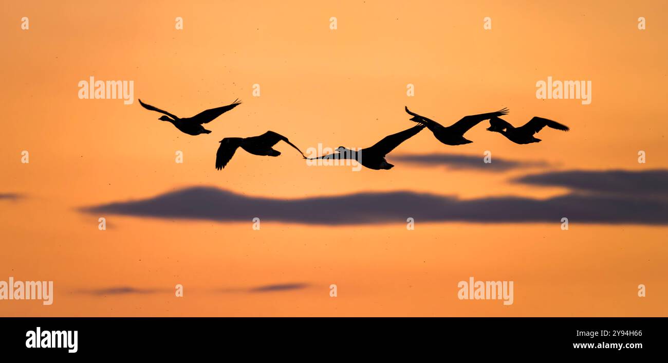 Silhouetten von Kanadänsen fliegen vor einem orangefarbenen Sonnenuntergangshimmel, der auch von Fliegen wimmelt. Von der Herriots Bridge am Chew Valley Lake, Großbritannien Stockfoto