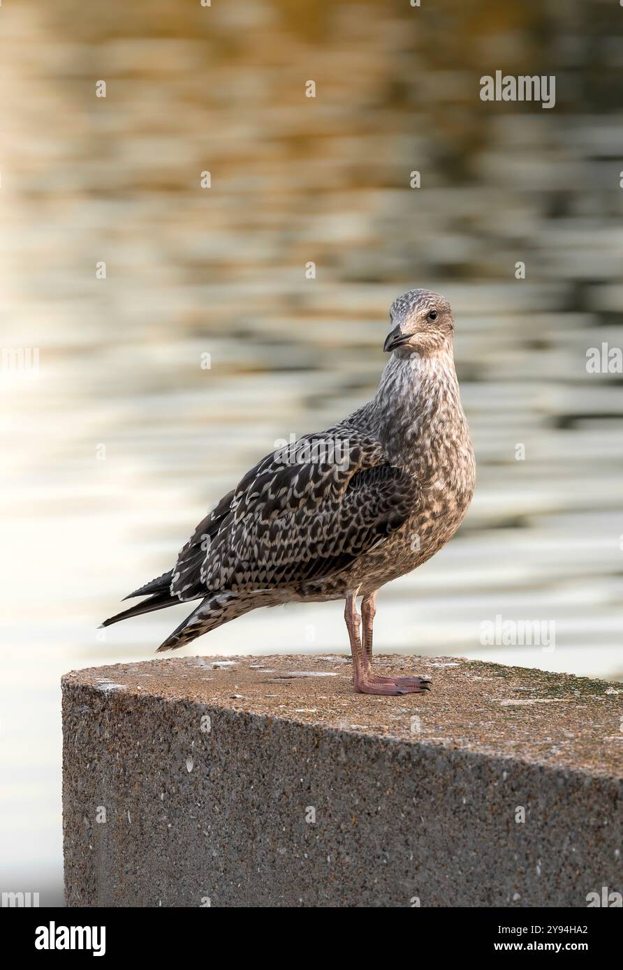 Juvenile Möwe mit schwarzem Rücken auf Betonpfosten am Chew Valley Lake, Somerset mit sonnendurchflutetem Wasser dahinter Stockfoto