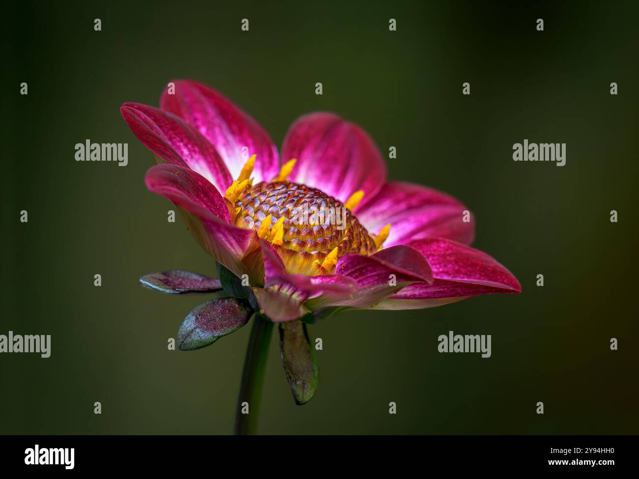 Dahlia Dahlegria Magenta Bicolour mit leuchtend rosa Blütenblättern mit diffusem Fokus Stockfoto