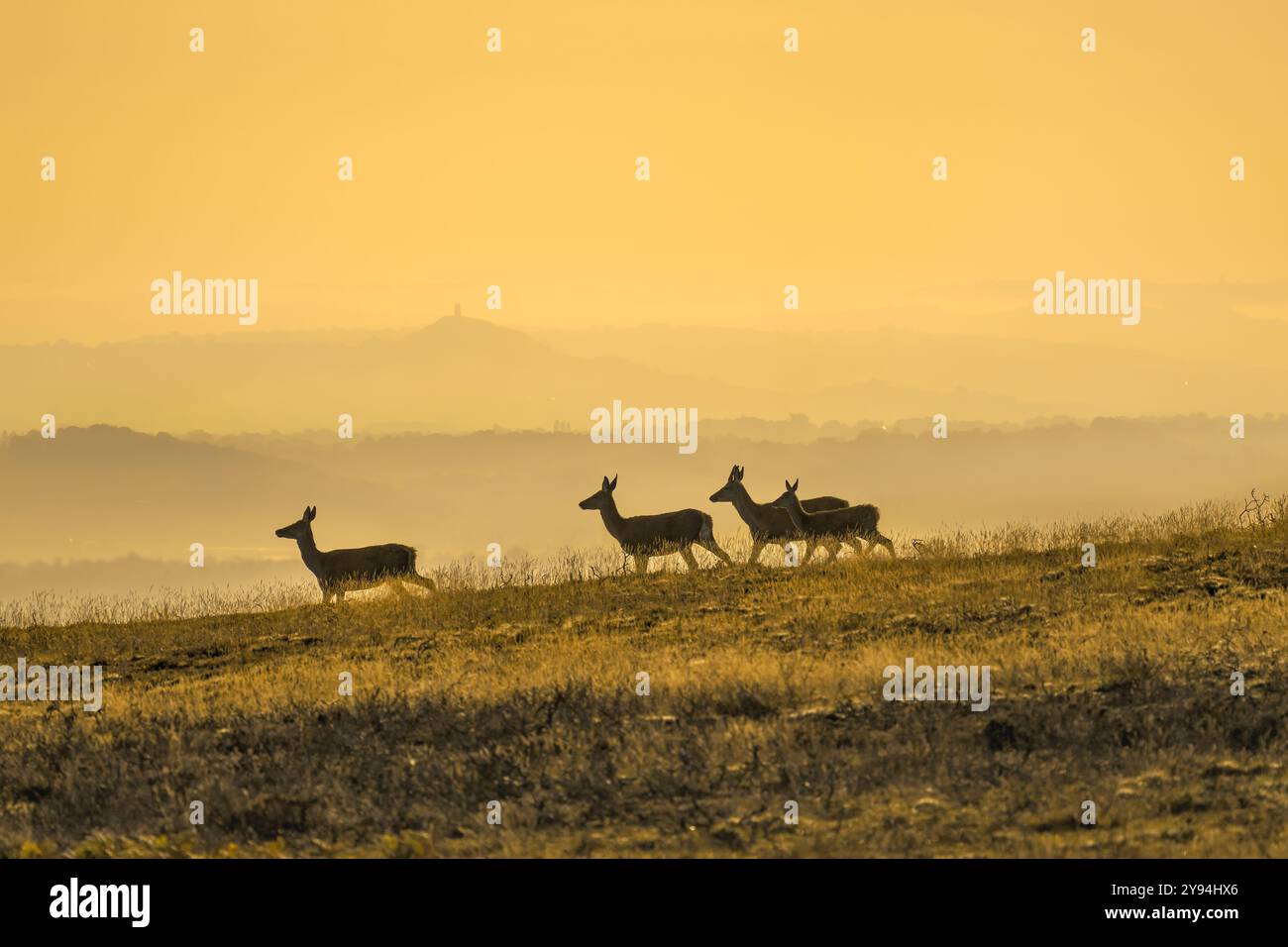 Red Deer on the Quantock Hills, Somerset, UK, am frühen Morgen mit einem schönen warmen Leuchten in der goldenen Stunde und Glastonbury Tor in der Ferne Stockfoto