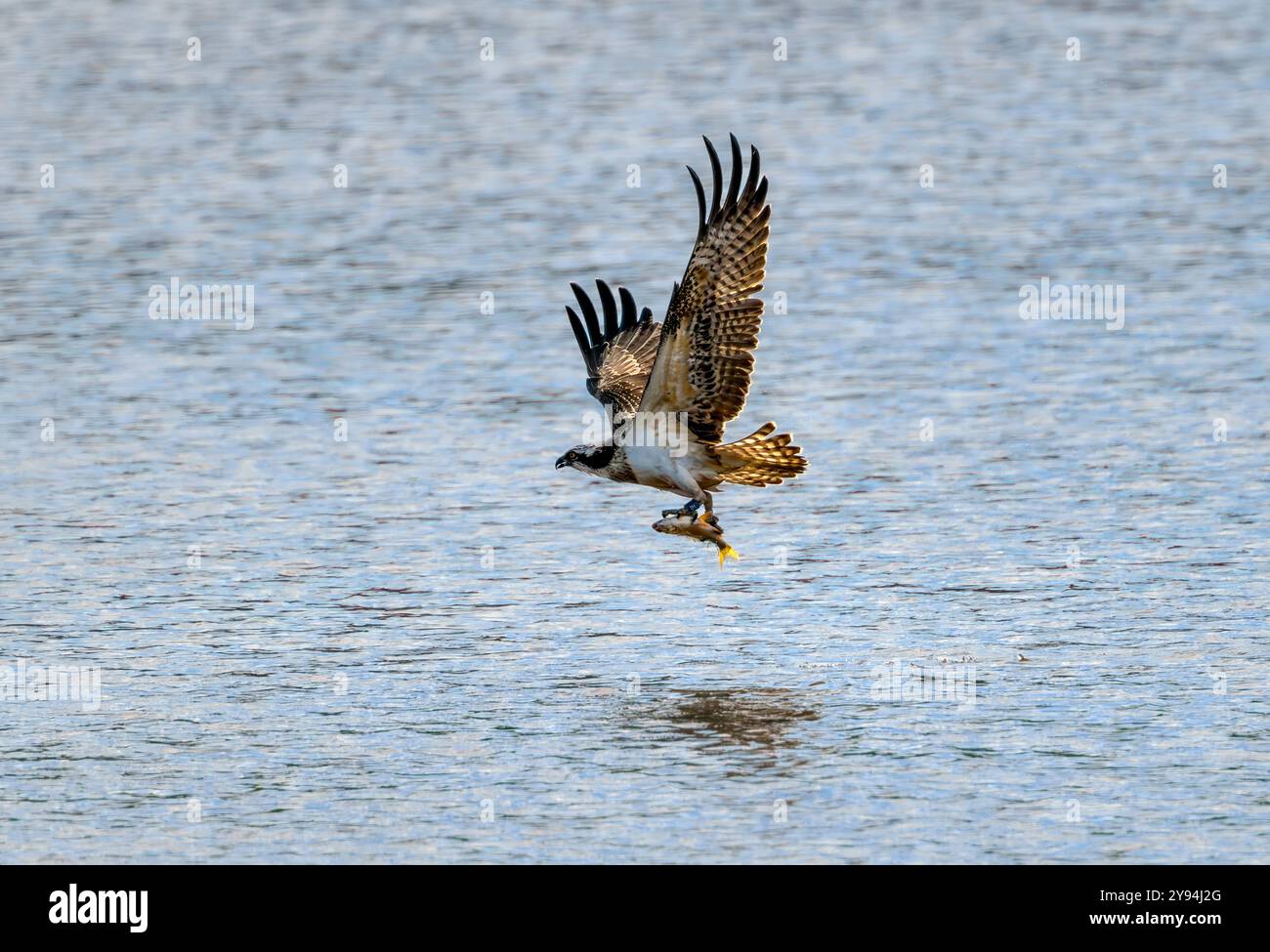 Juvenile Osprey am Chew Valley Lake tauchen und Fische fangen, die beringt sind und IM2 haben und aus Contin in Schottland stammen Stockfoto