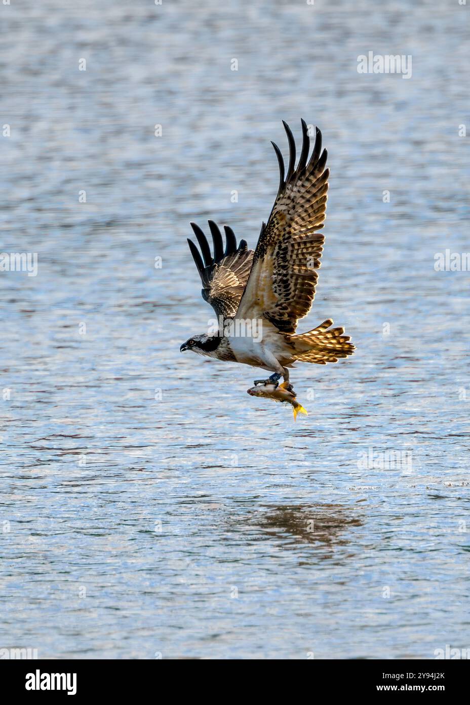 Juvenile Osprey am Chew Valley Lake tauchen und Fische fangen, die beringt sind und IM2 haben und aus Contin in Schottland stammen Stockfoto