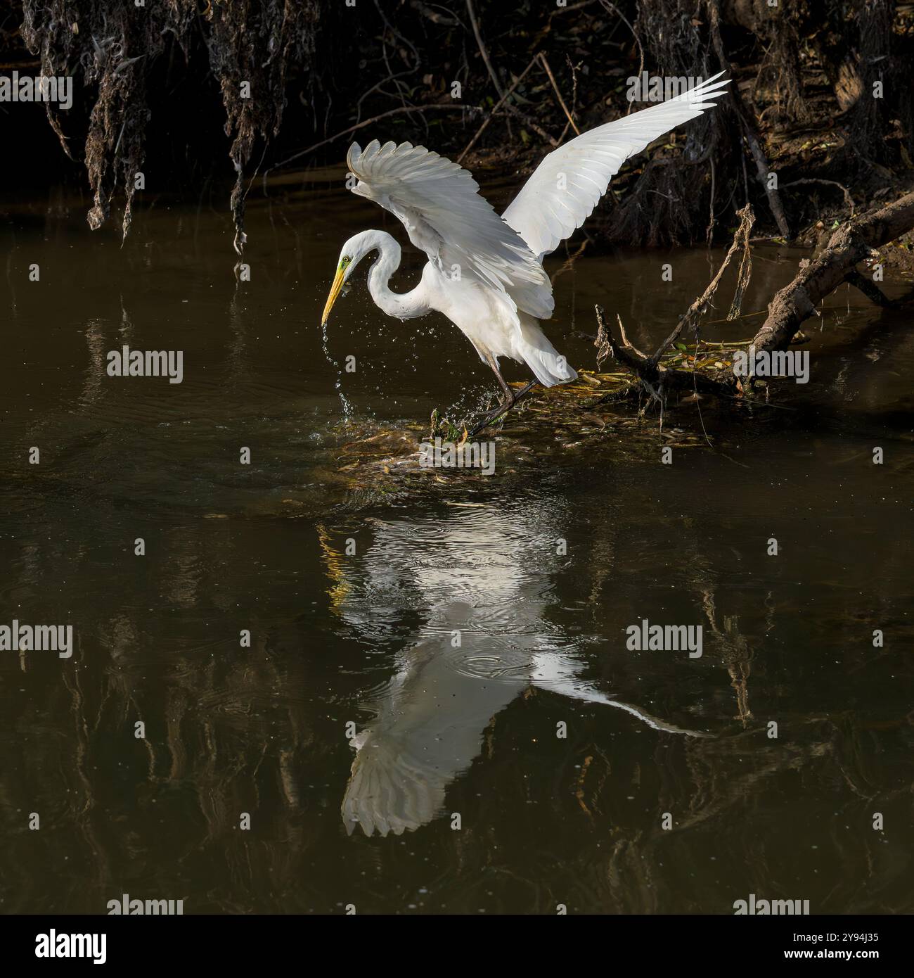 Großer Weißreiher, der versucht, Fische an den Ufern des Chew Valley Lake, Somerset mit Reflexion zu fangen Stockfoto