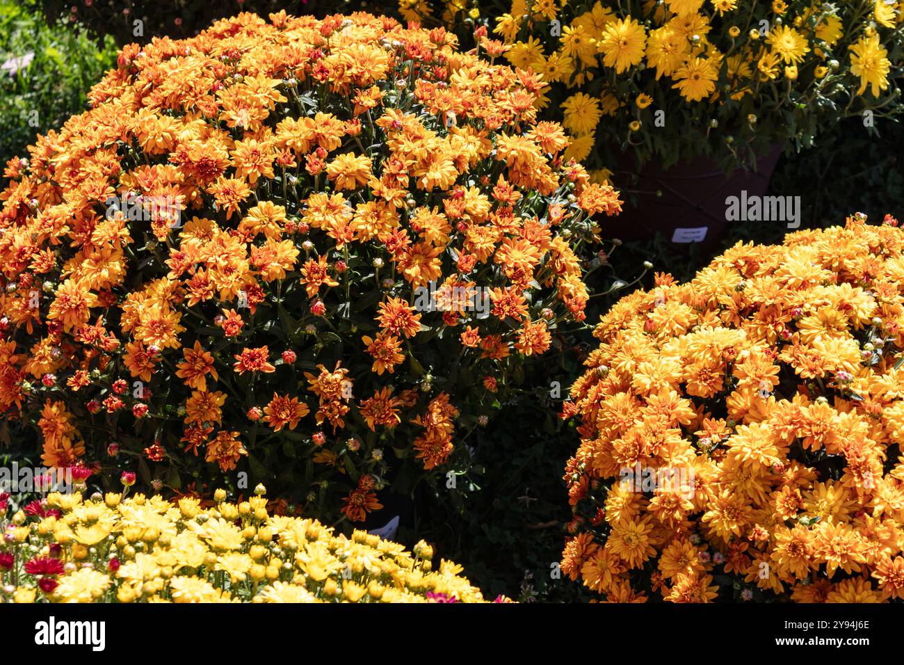 Traditionelle orangene Herbstmütter aus nächster Nähe Stockfoto