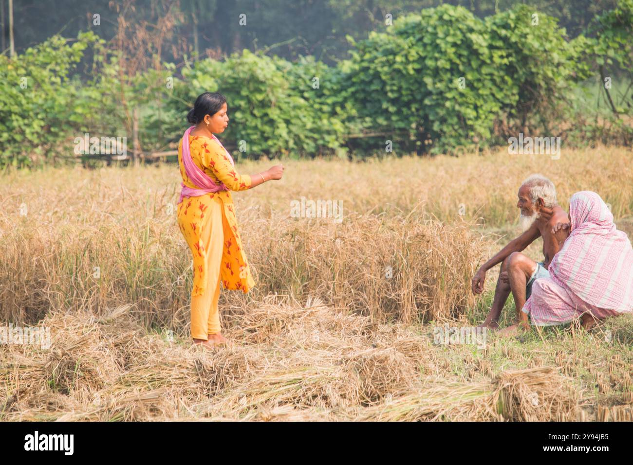 Debidwar: 14. Dezember 2023-weibliche Arbeiterin, die Reisfelder auf dem Feld Bangladesch schneidet. Stockfoto