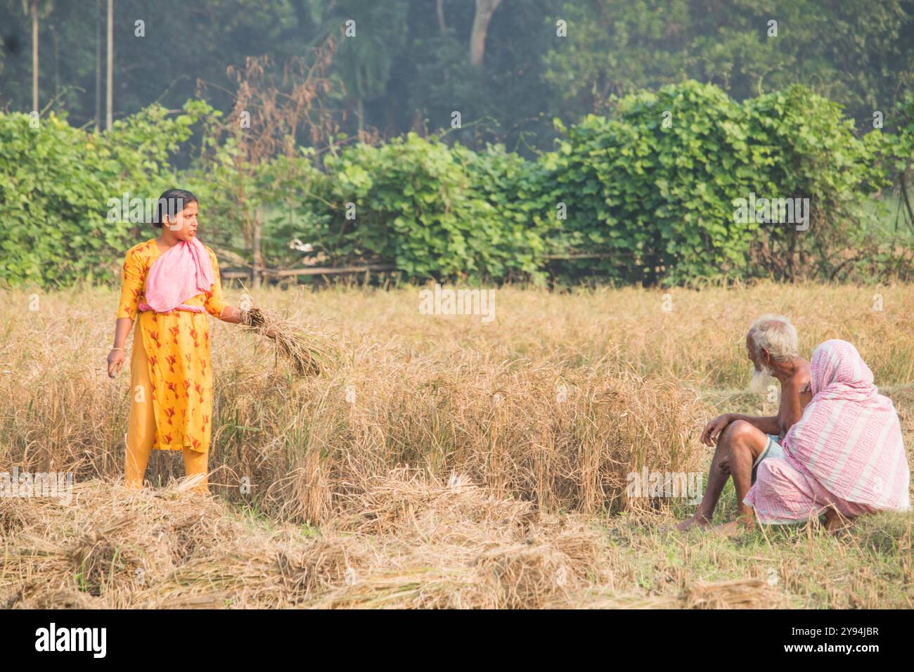 Debidwar: 14. Dezember 2023-weibliche Arbeiterin, die Reisfelder auf dem Feld Bangladesch schneidet. Stockfoto