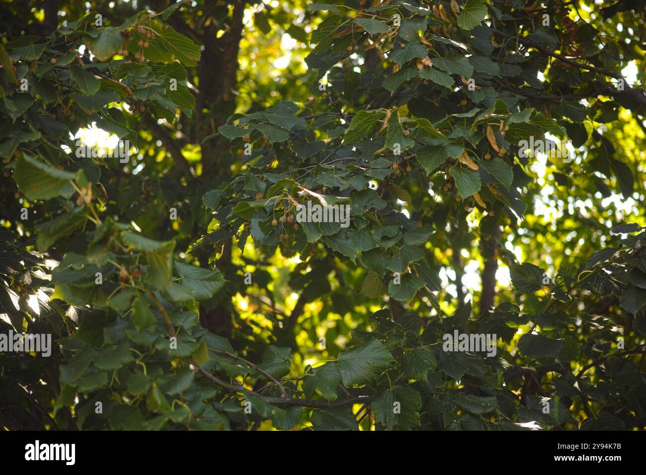 Grüne Lindenbaumkrone (Tilia) mit Lindensamen auf Zweigen. Vollbild Stockfoto