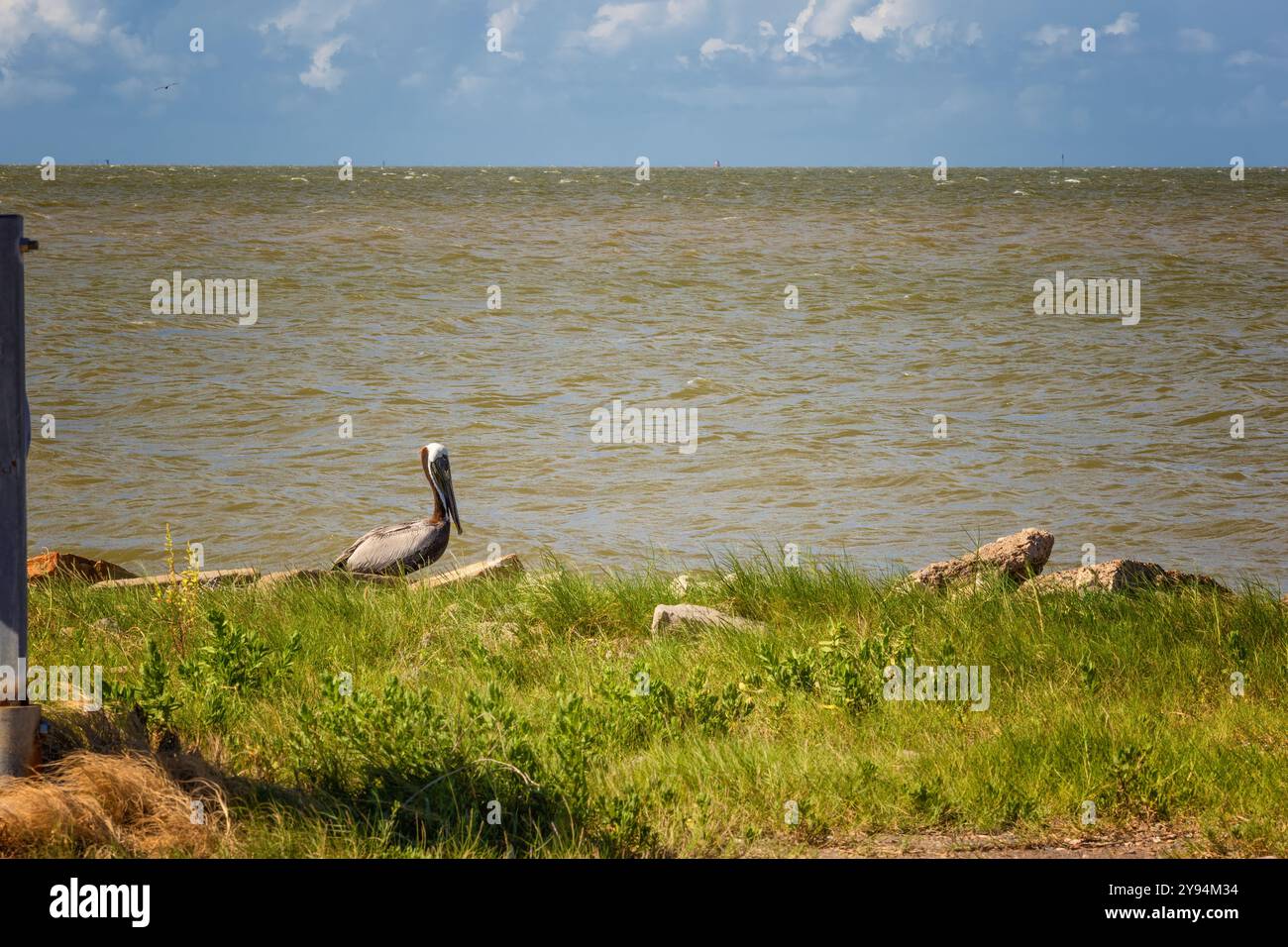 Ein einsamer brauner Pelikan steht am Rand des Golfes am Texas City Dike in Texas City, Texas, USA Stockfoto