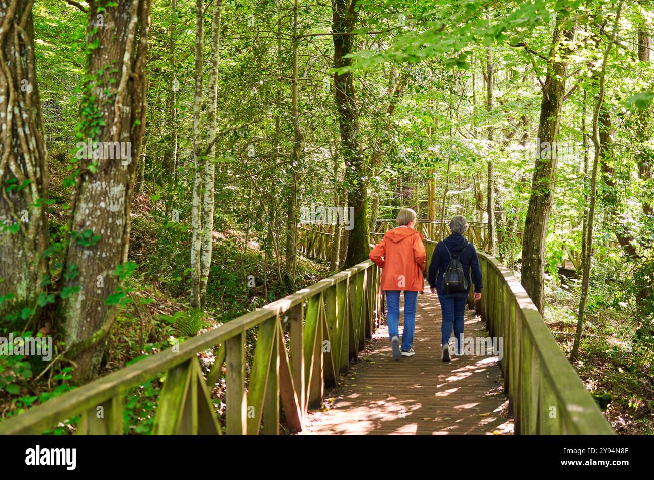 Zwei Frauen, die den Laufsteg hinunterlaufen, den Mammutbaumwald Monte Cabezón, das Naturdenkmal der Mammutbäume von Monte Cabezón, Cabezon de la Sal, Cantabria, Spa Stockfoto