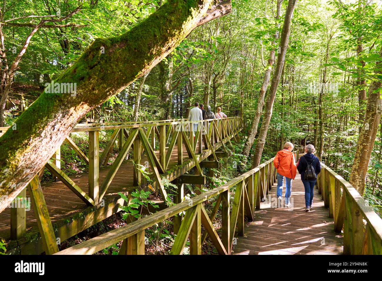 Zwei Frauen, die den Laufsteg hinunterlaufen, den Mammutbaumwald Monte Cabezón, das Naturdenkmal der Mammutbäume von Monte Cabezón, Cabezon de la Sal, Cantabria, Spa Stockfoto