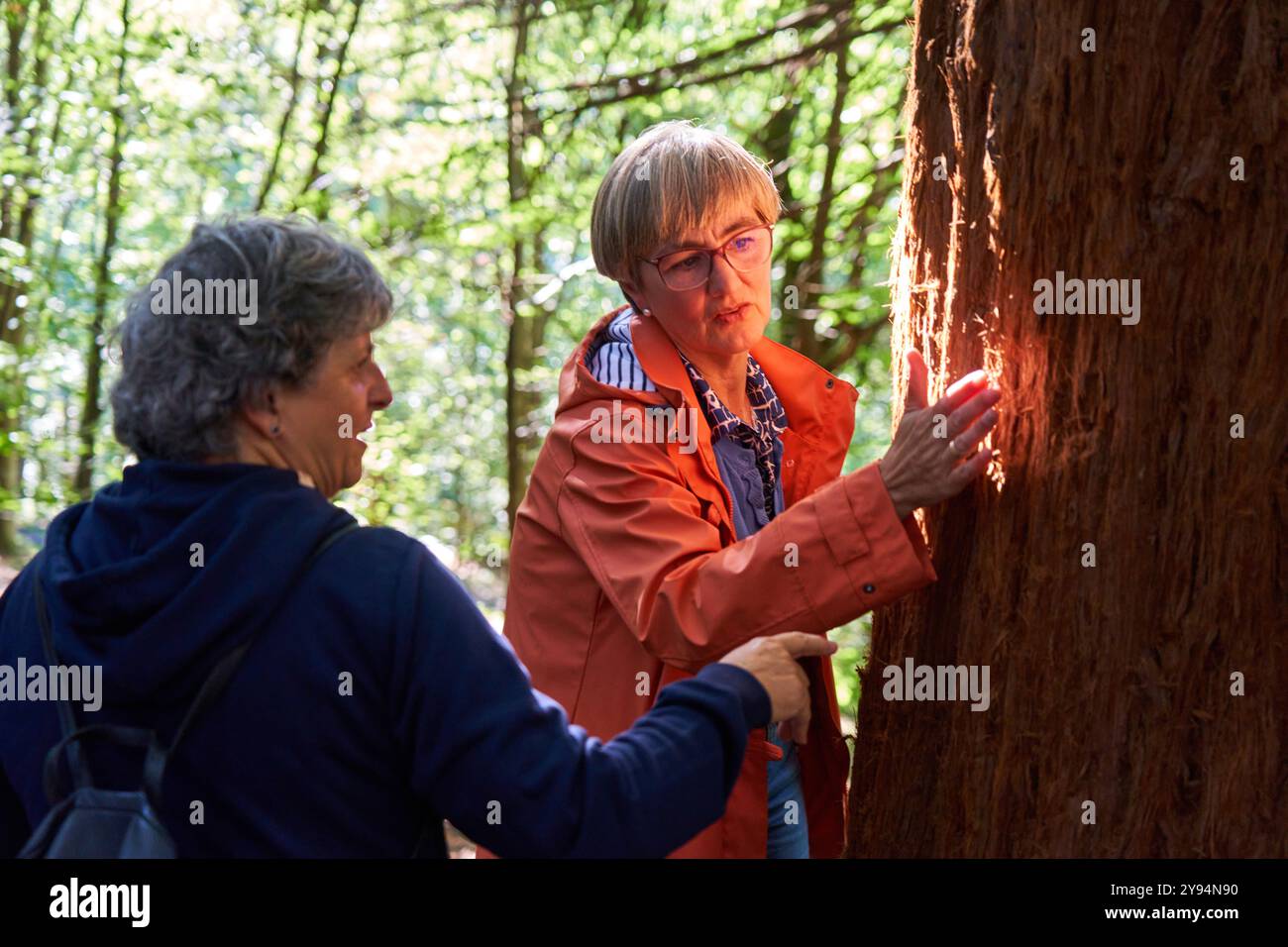 Zwei Frauen, die die Rinde eines Mammutbaumbaums betrachten, Monte Cabezón Mammutbaumwald, Naturdenkmal der Mammutbäume von Monte Cabezón, Cabezon de la Sal, C. Stockfoto