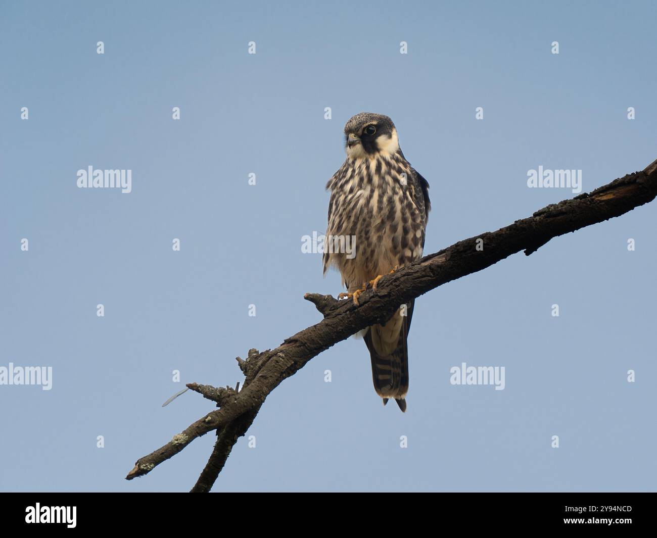 Hobbyhocker auf einer Filiale in Slimbridge WWT, Gloucestershire, Großbritannien Stockfoto