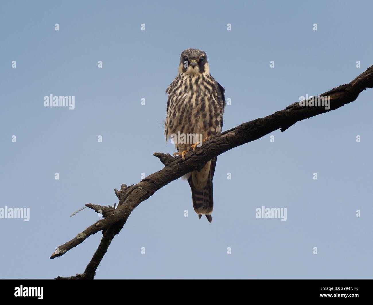 Hobbyhocker auf einer Filiale in Slimbridge WWT, Gloucestershire, Großbritannien Stockfoto