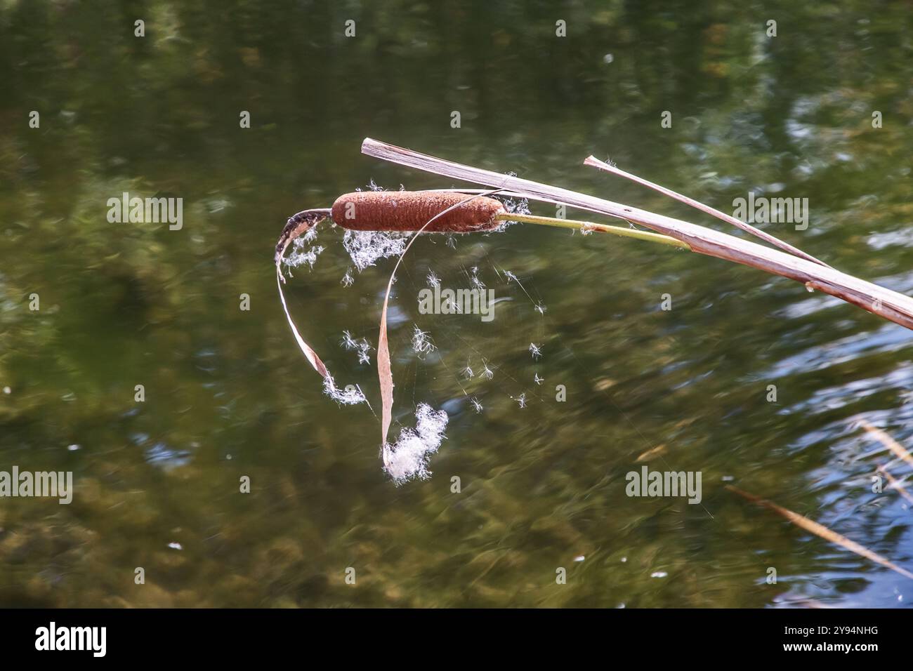Nahaufnahme des Katzenschwanzflusses auf kleinem See Hintergrund am sonnigen Herbsttag Stockfoto