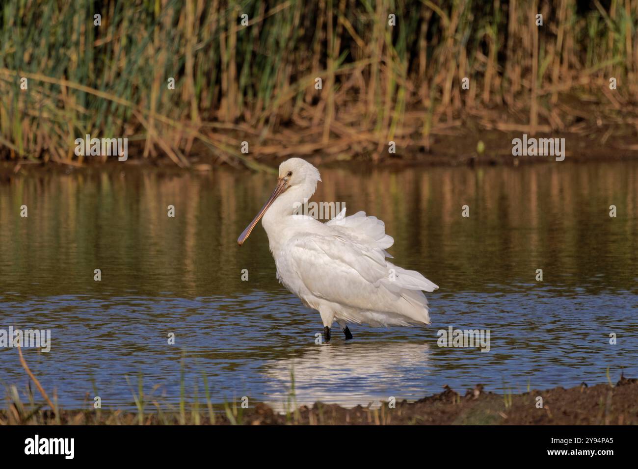 Eurasischer Löffelschnabel (Platalea leucorodia) Fütterung bei Marazion Marsh, Cornwall. Stockfoto