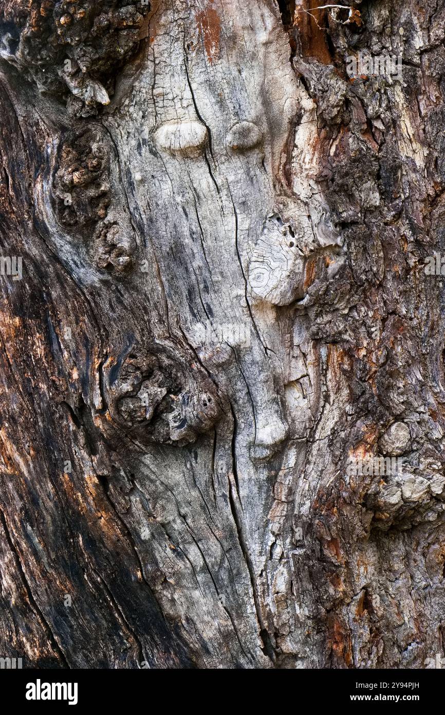 Alte Holzstruktur als Hintergrund mit schönen Mustern der Natur Stockfoto