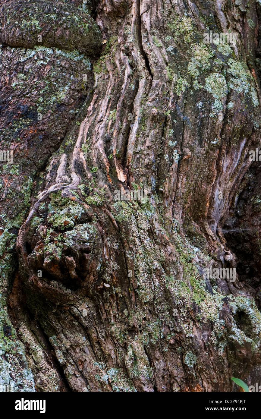 Alte Holzstruktur als Hintergrund mit schönen Mustern der Natur Stockfoto