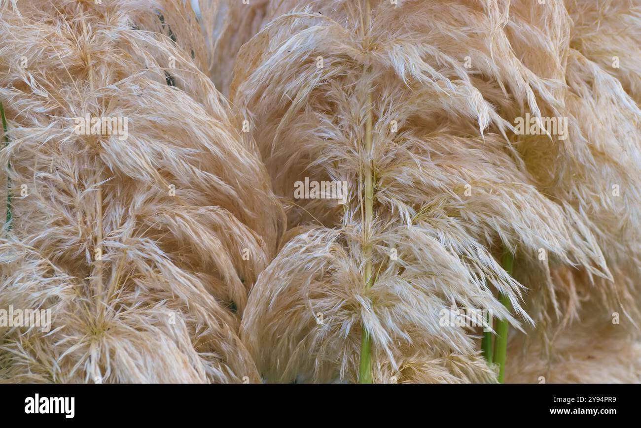 schilfblumen als pflanzlicher Hintergrund aus nächster Perspektive Stockfoto