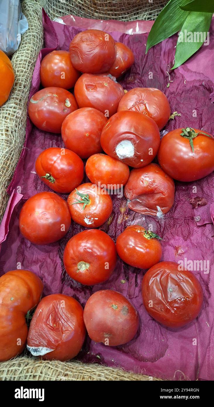 Verfaulte und schimmelige Tomaten in einem gewebten Korb Stockfoto