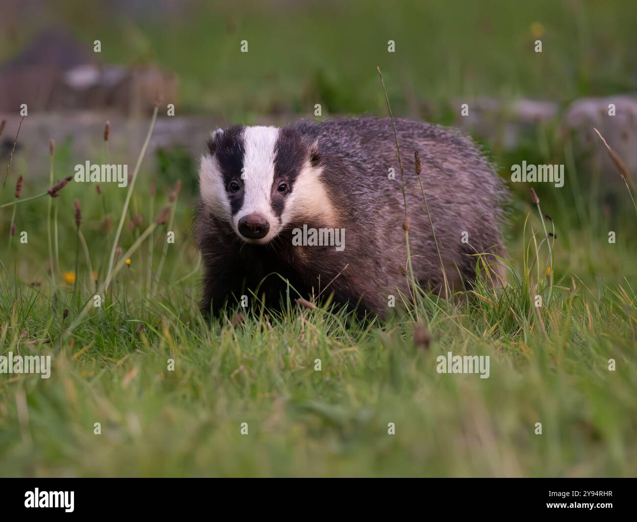 Wild Badger, der direkt in die Kamera [meles meles] in Bristol, Großbritannien, schaut Stockfoto