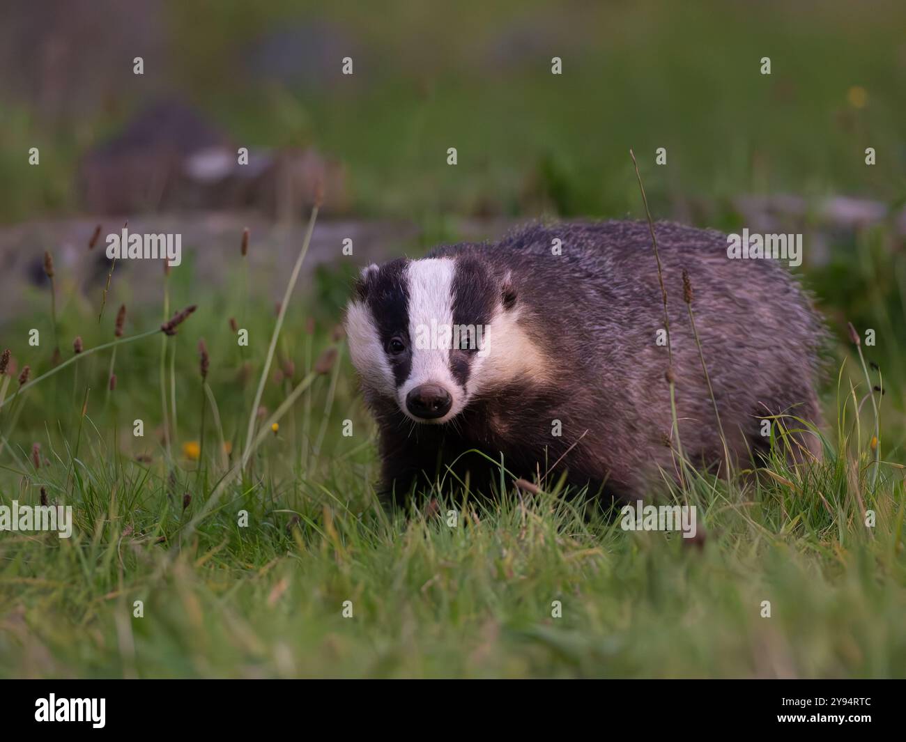 Wild Badger, der direkt in die Kamera [meles meles] in Bristol, Großbritannien, schaut Stockfoto