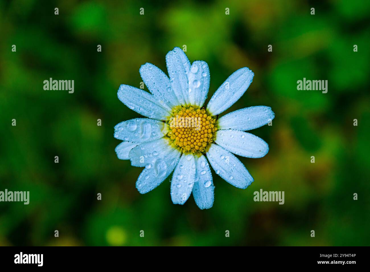 Anthemis Daisy am Morgen mit Daw in Asiago Stockfoto