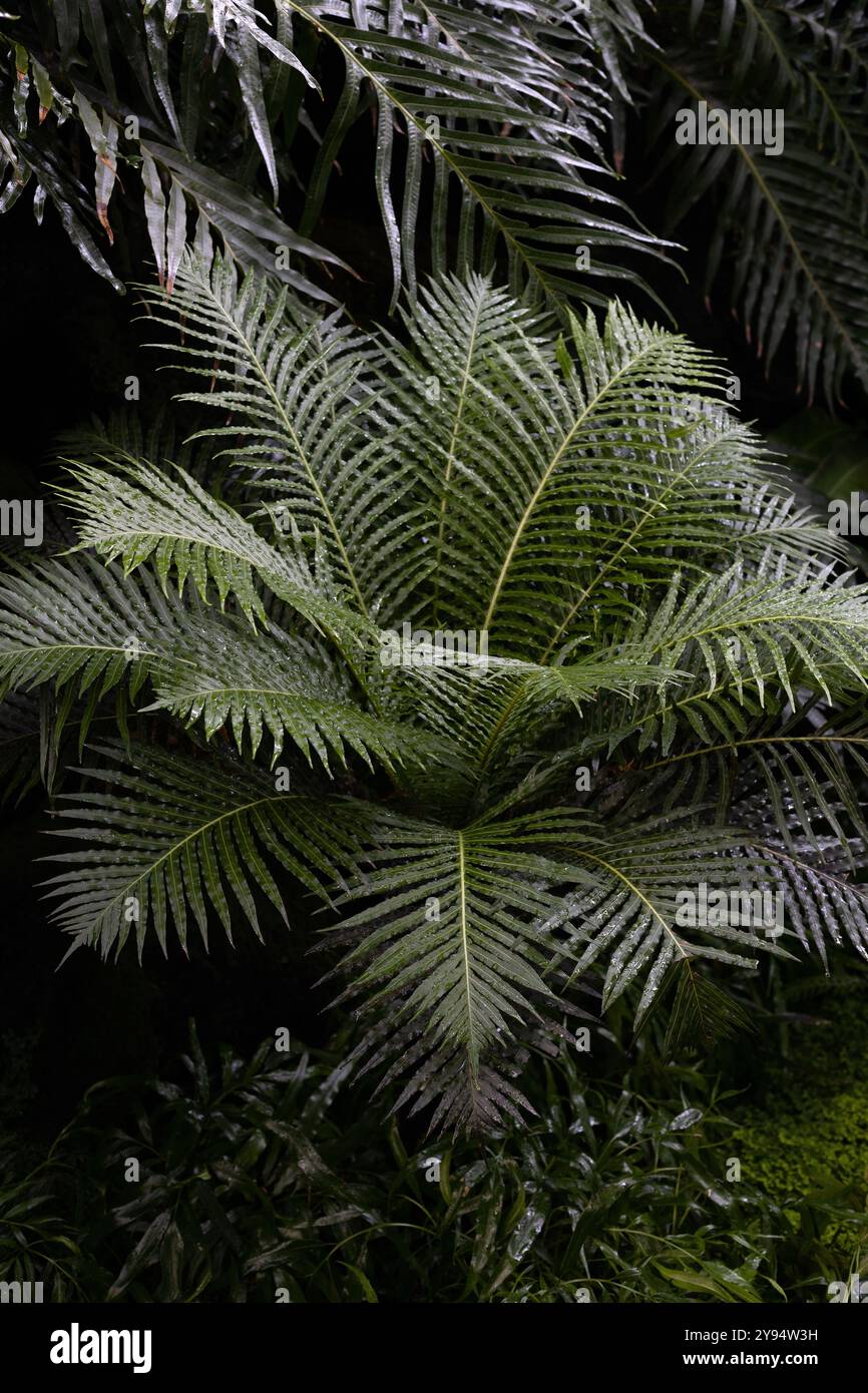Blechnum gibbum 'Silver Lady' Farn. Stockfoto
