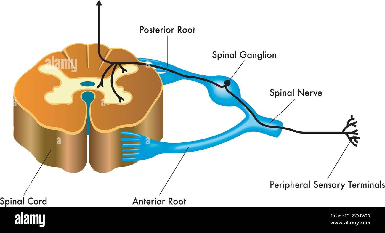 Medizinische Illustration, die die Verbindung des Spinalganglions mit dem Rückenmark zeigt, mit Anmerkungen zum Verlauf. Stock Vektor