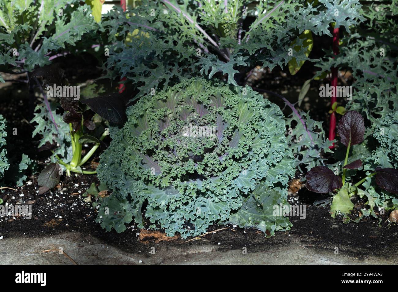 Nagoya Rosenkohl wächst in einem Garten. Stockfoto