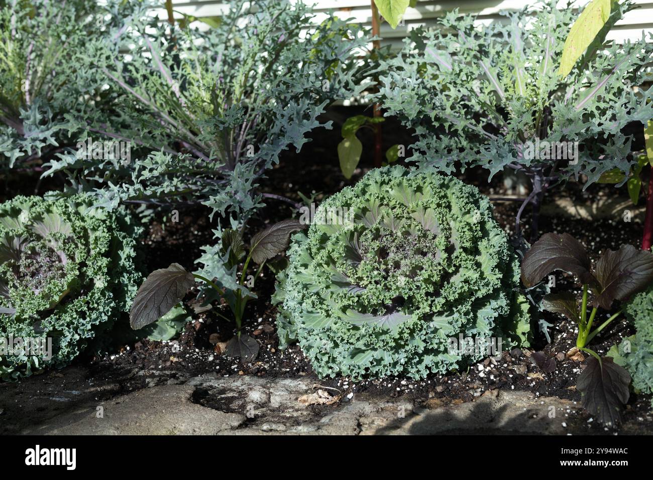 Nagoya Rosenkohl wächst in einem Garten. Stockfoto