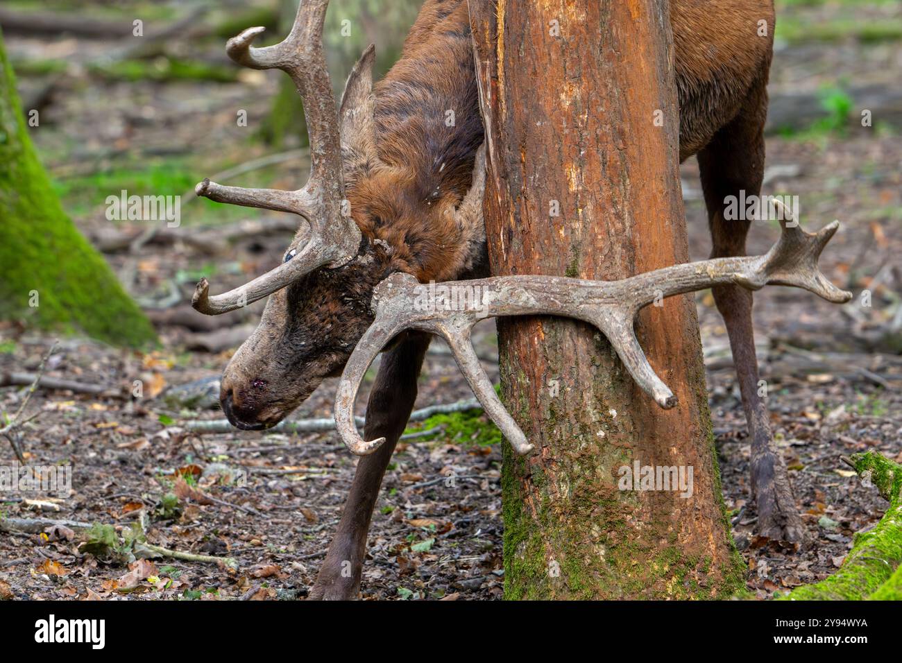 Das Geweih reibt sich während der Herbstrute von Hirsch (Cervus elaphus) mit großen Geweihen an Baumstämmen, wodurch sein Gebiet im Wald abgegrenzt wird Stockfoto