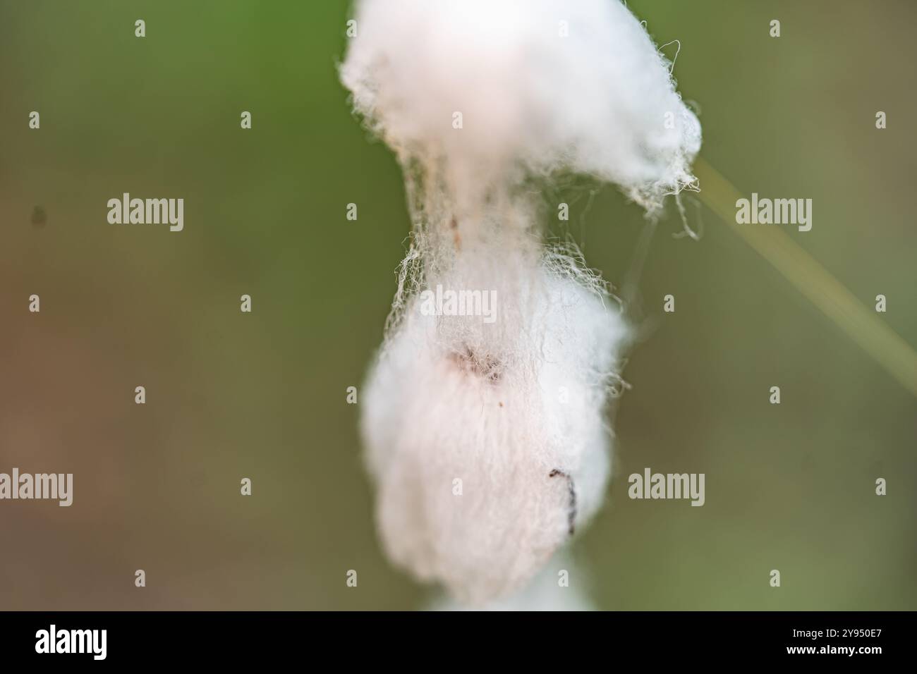 Atemberaubende, hochwertige Makrofotografie, die die komplizierten Details der natürlichen Schönheit einfangen lässt. Perfekt für Naturliebhaber und Botaniker. Stockfoto