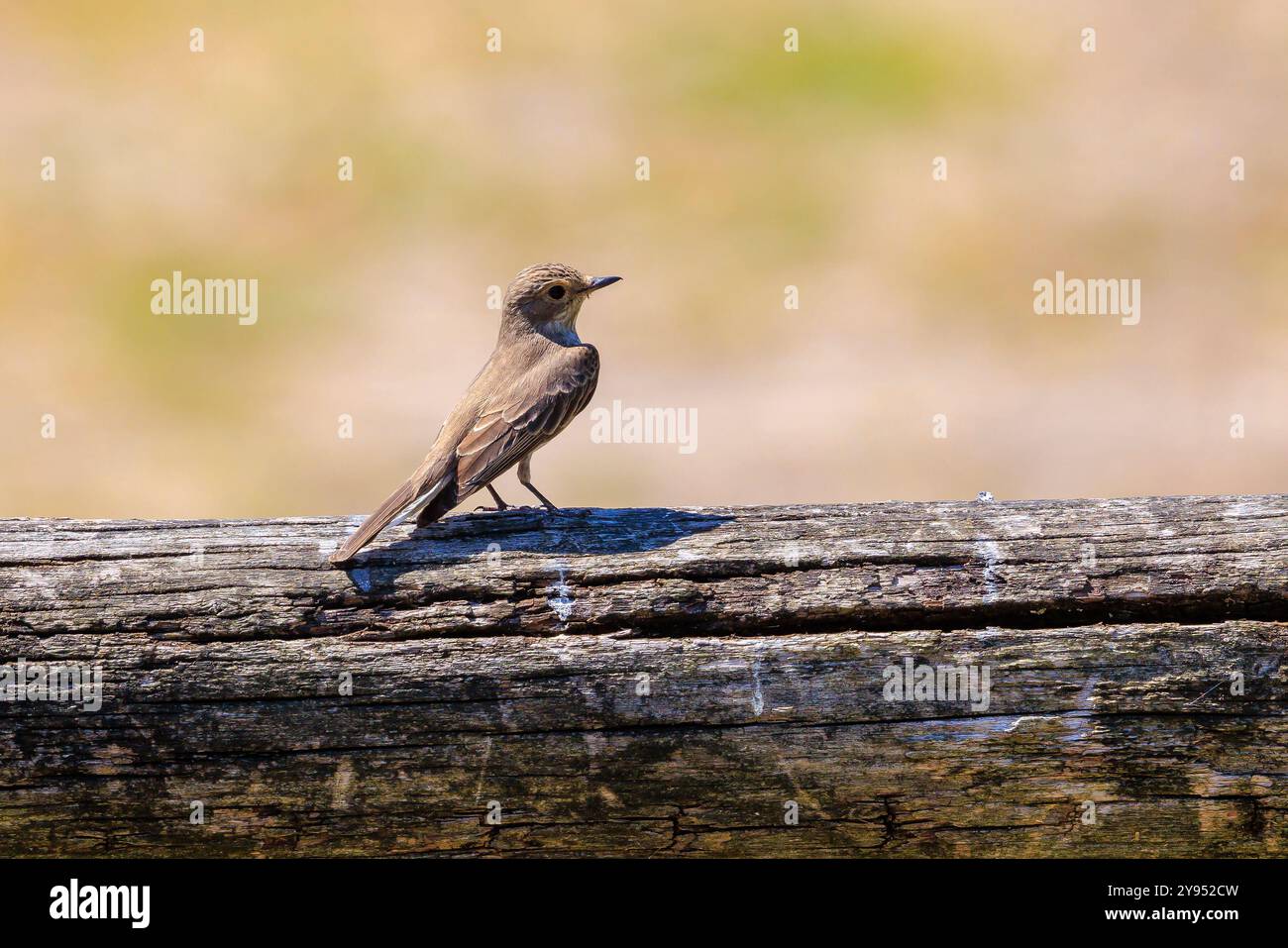 Nahaufnahme eines gefleckten Fliegenfängervogels, Muscicapa striata, der auf einem Zweig sitzt und während der Frühjahrszeit in einem grünen Wald singt. Stockfoto