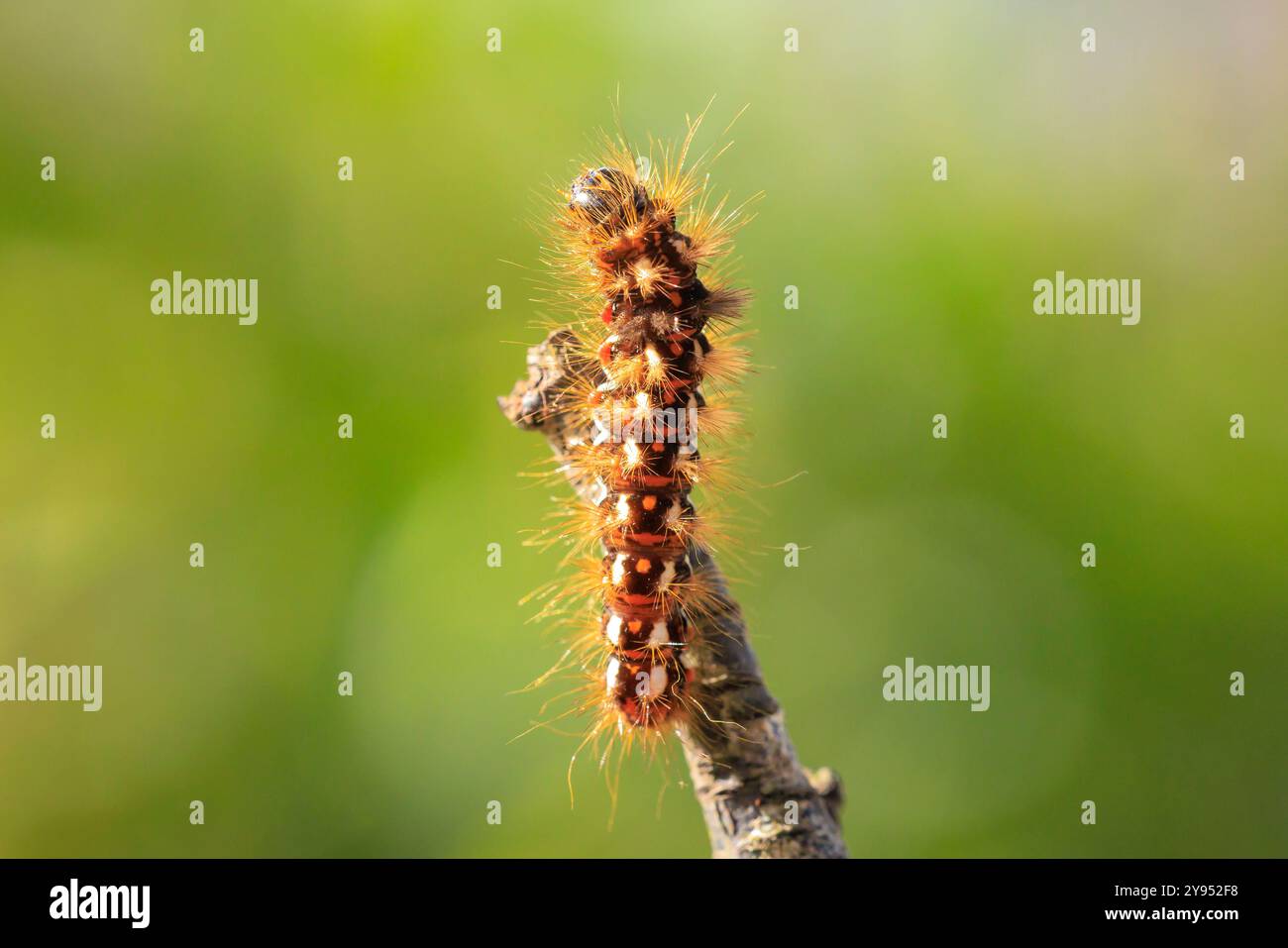 Nahaufnahme einer raupe oder Larve einer Acronicta rumicis, der Knotengrasmotte, die Blätter in der Natur füttert. Stockfoto