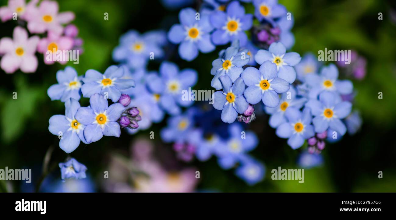 Blaue und pinkfarbene Vergissmeinsblumen. Selektiver Fokus Stockfoto